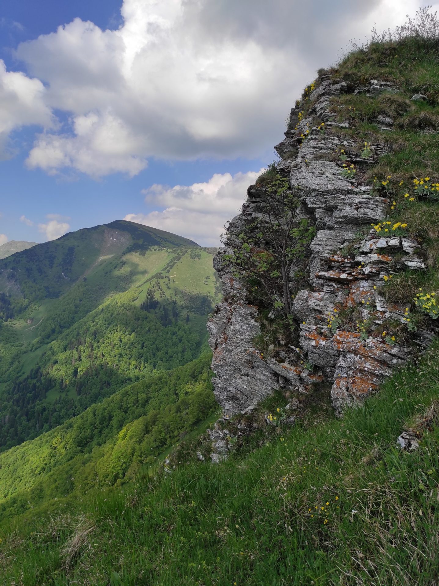 Osnica