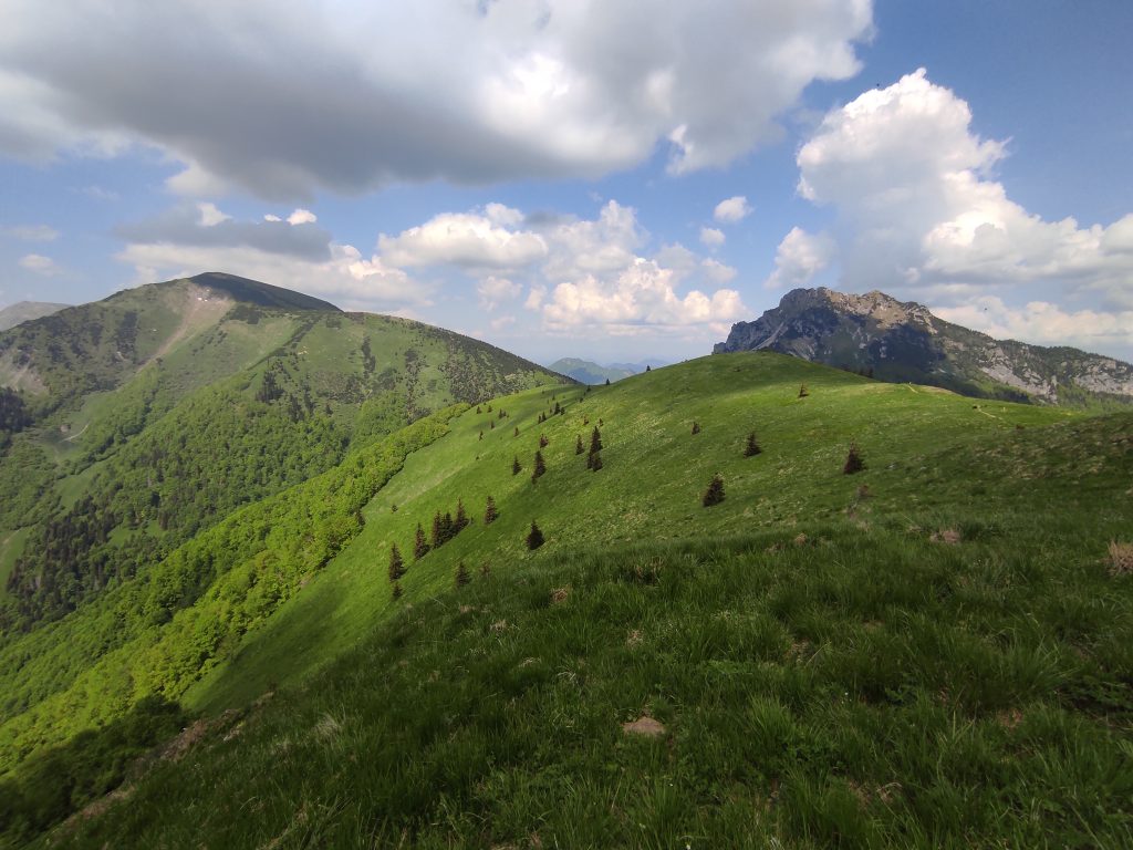 Osnica